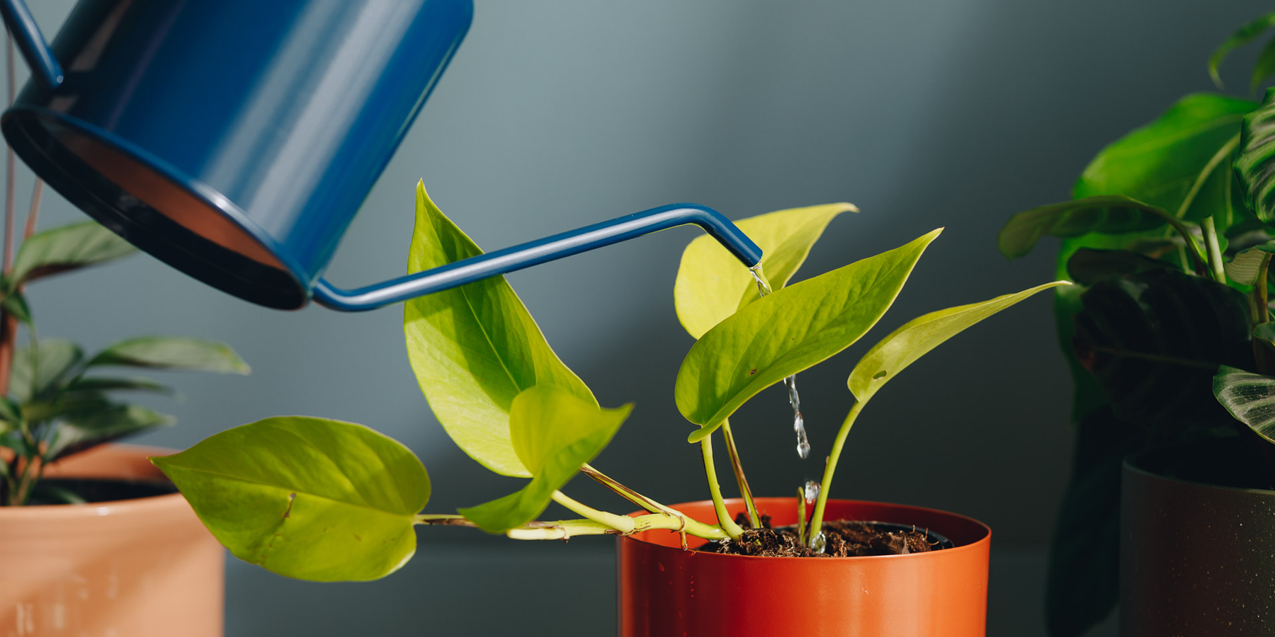 The Do's and Don'ts of Watering your indoor plants