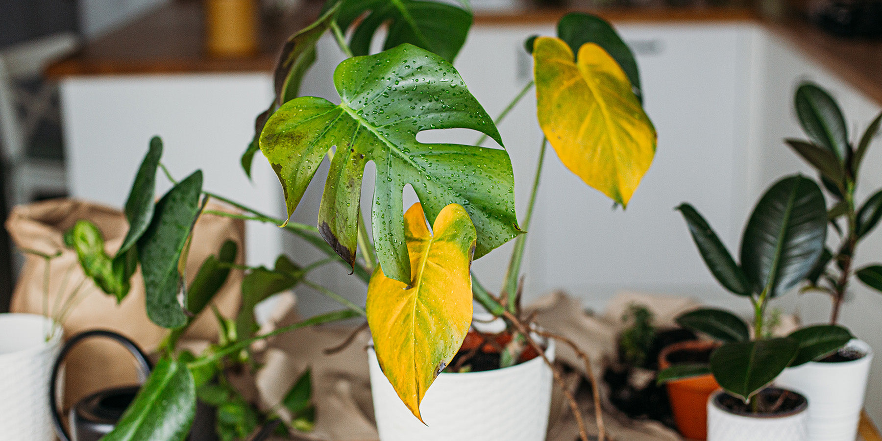 Why do my plants turn yellow?
