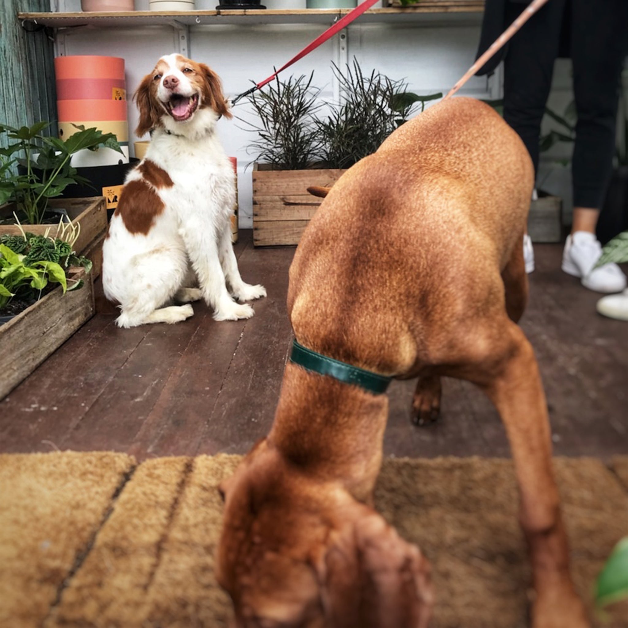 Plant Babies vs Fur Babies