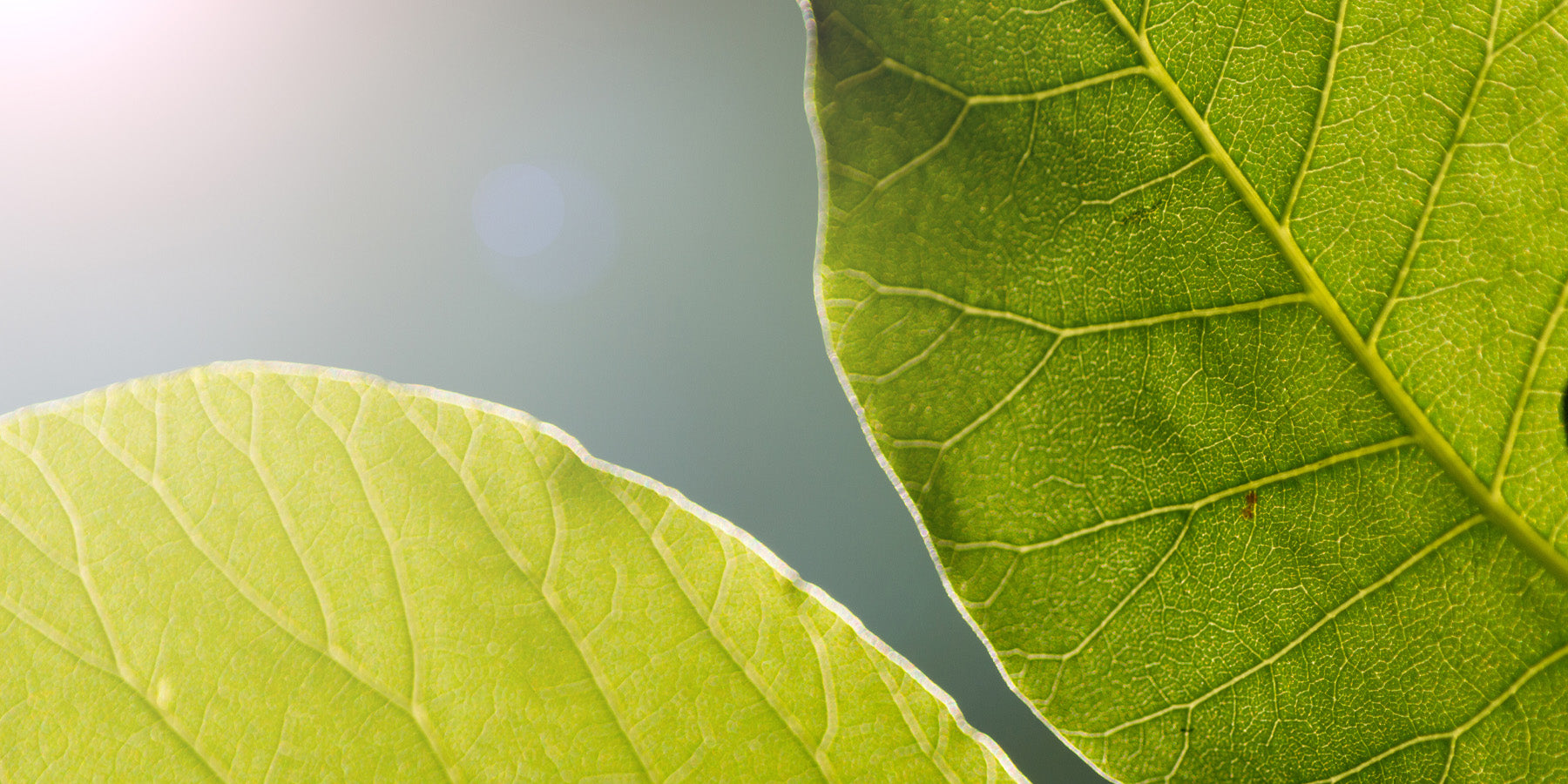 How Indoor Plants Photosynthesise and Thrive