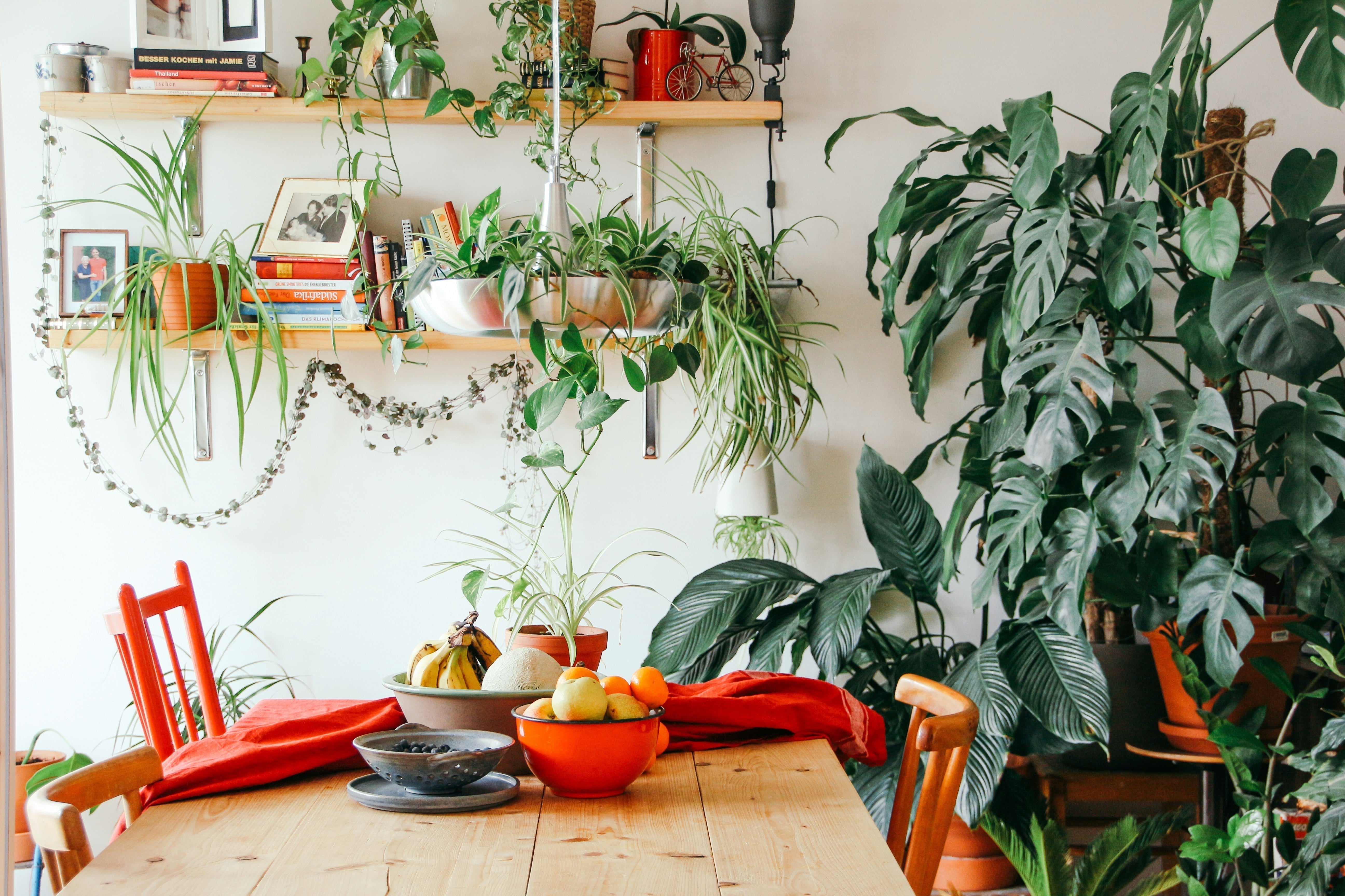 Best Large Indoor Plants for Big Spaces