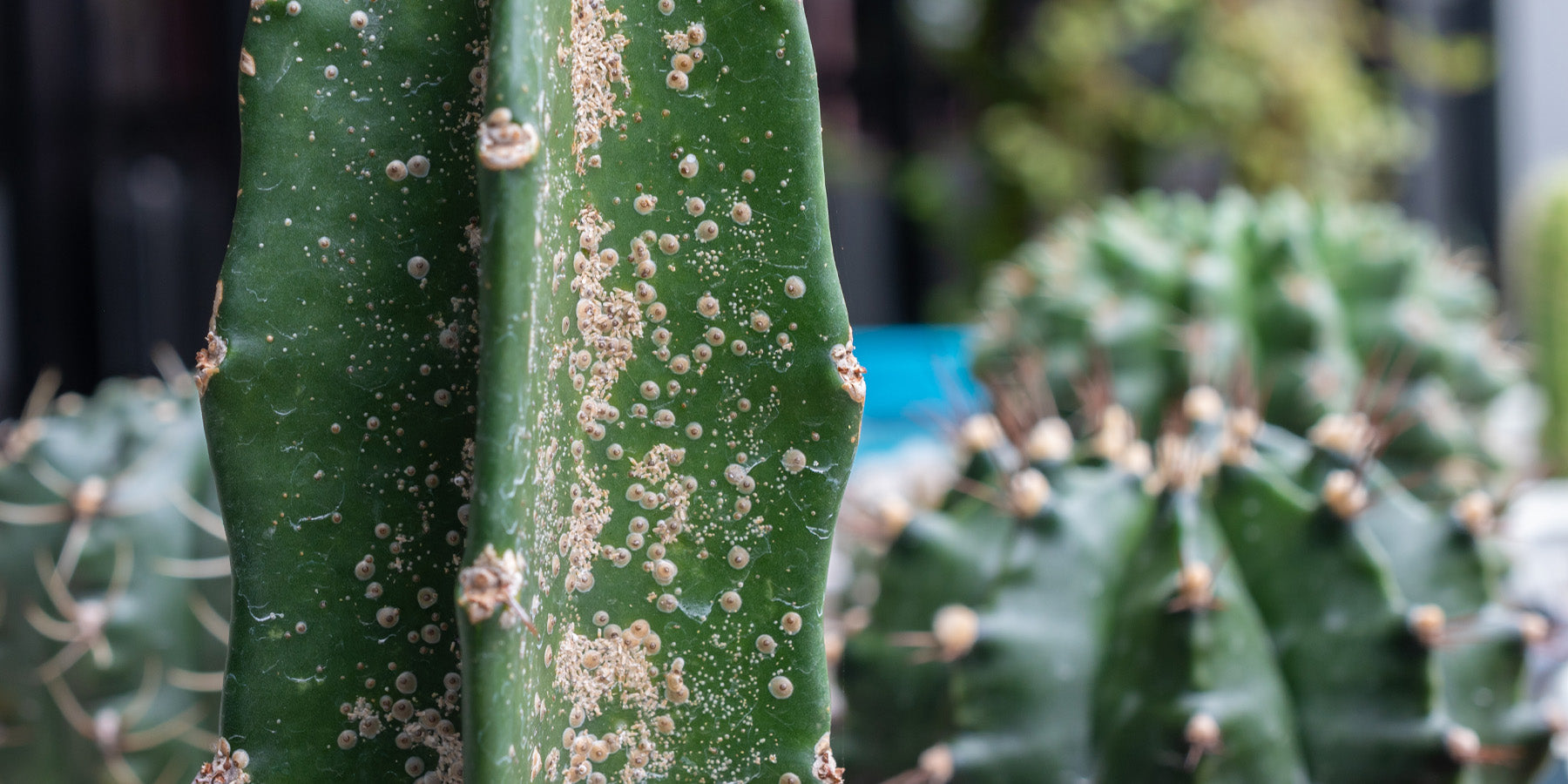 The Plant Runner Guide to Managing Scale