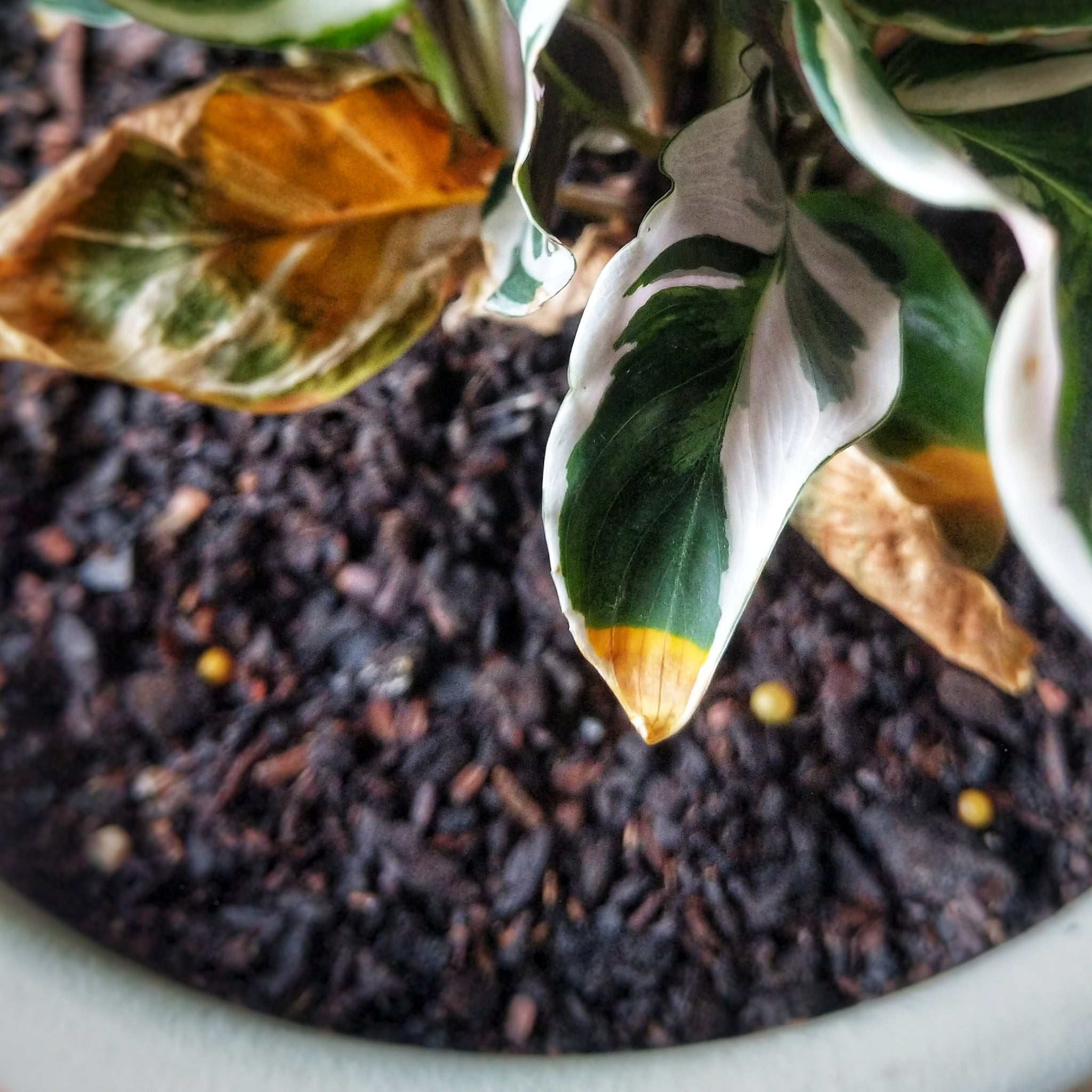 Plant Problems Part 2: Light, Water and Temperature