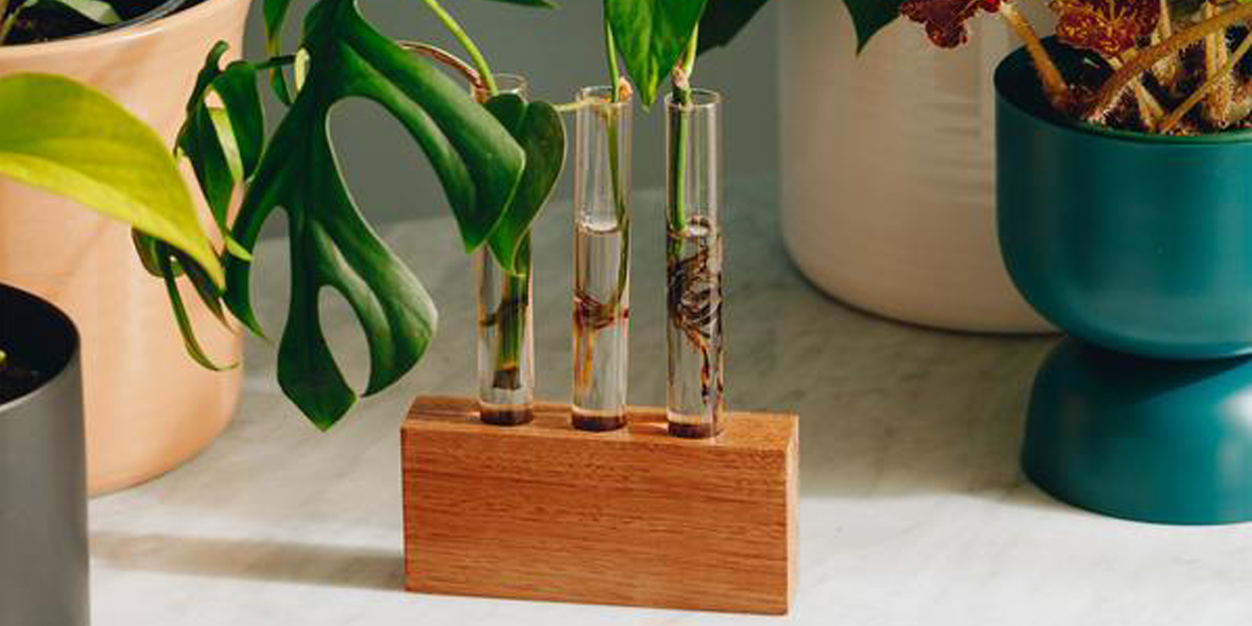 PLANT PROPAGATION FOR BEGINNERS