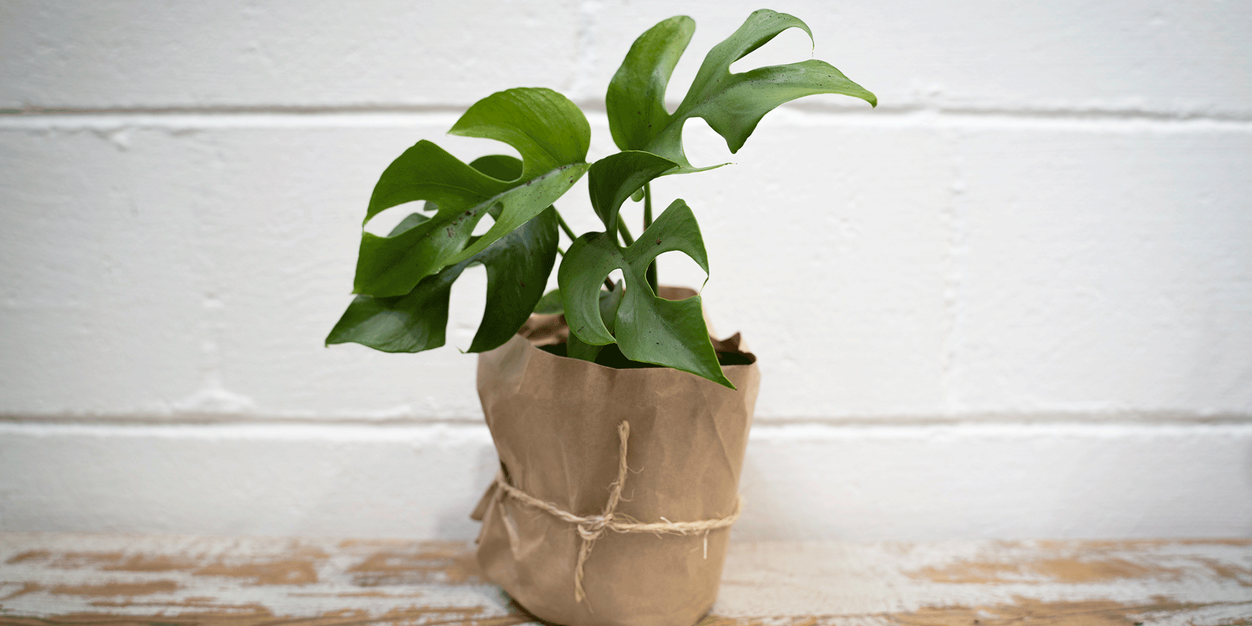 Rhaphidophora tetrasperma: A Plant Care Guide