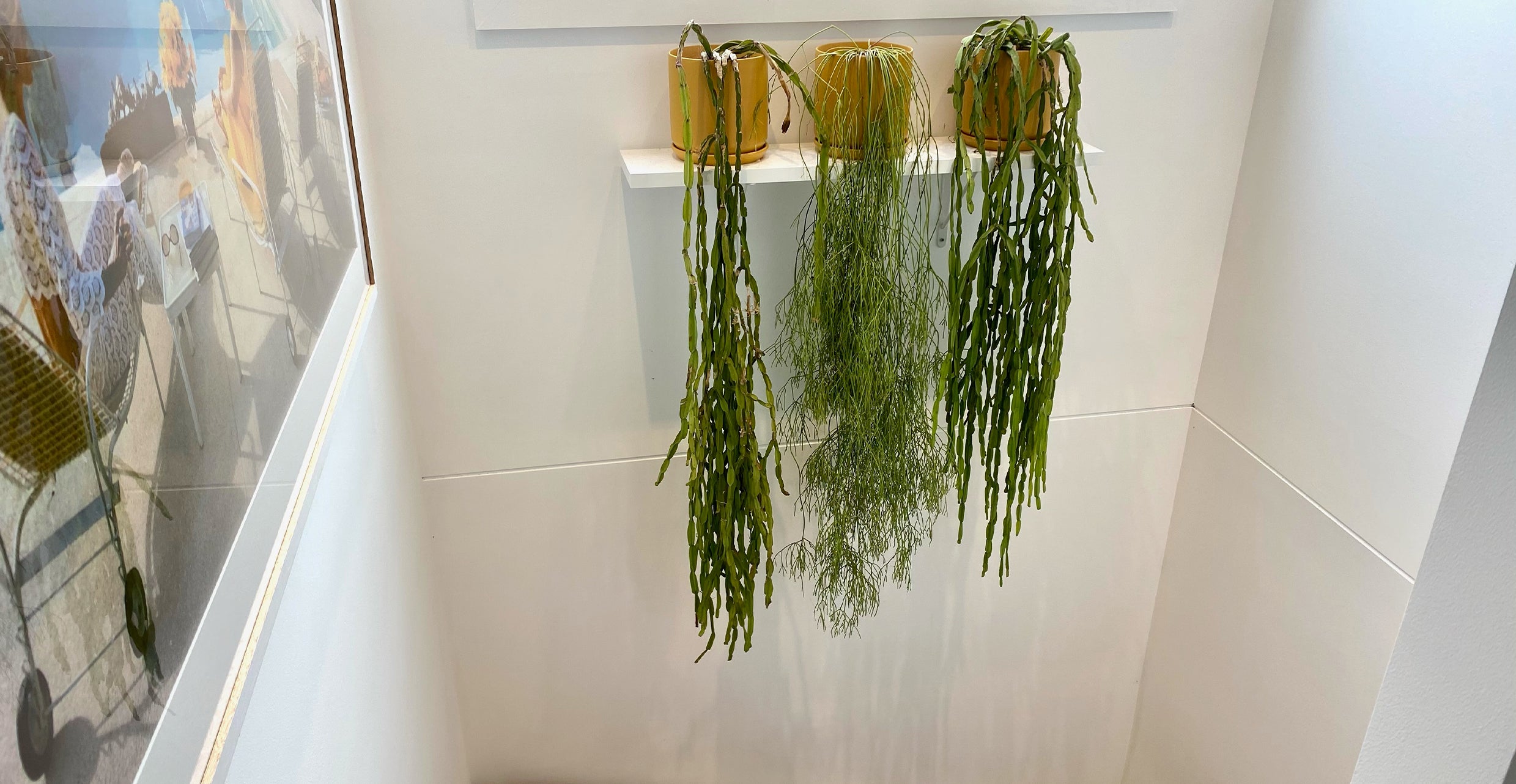 Plant Care: Rhipsalis