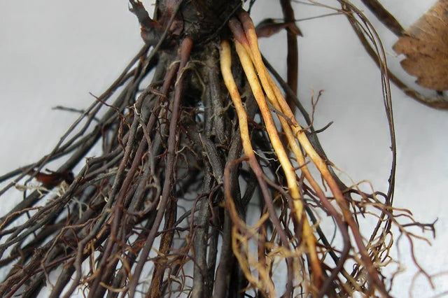 Root Rot in Indoor Plants: How to Spot It, Save It, and Stop It Coming Back