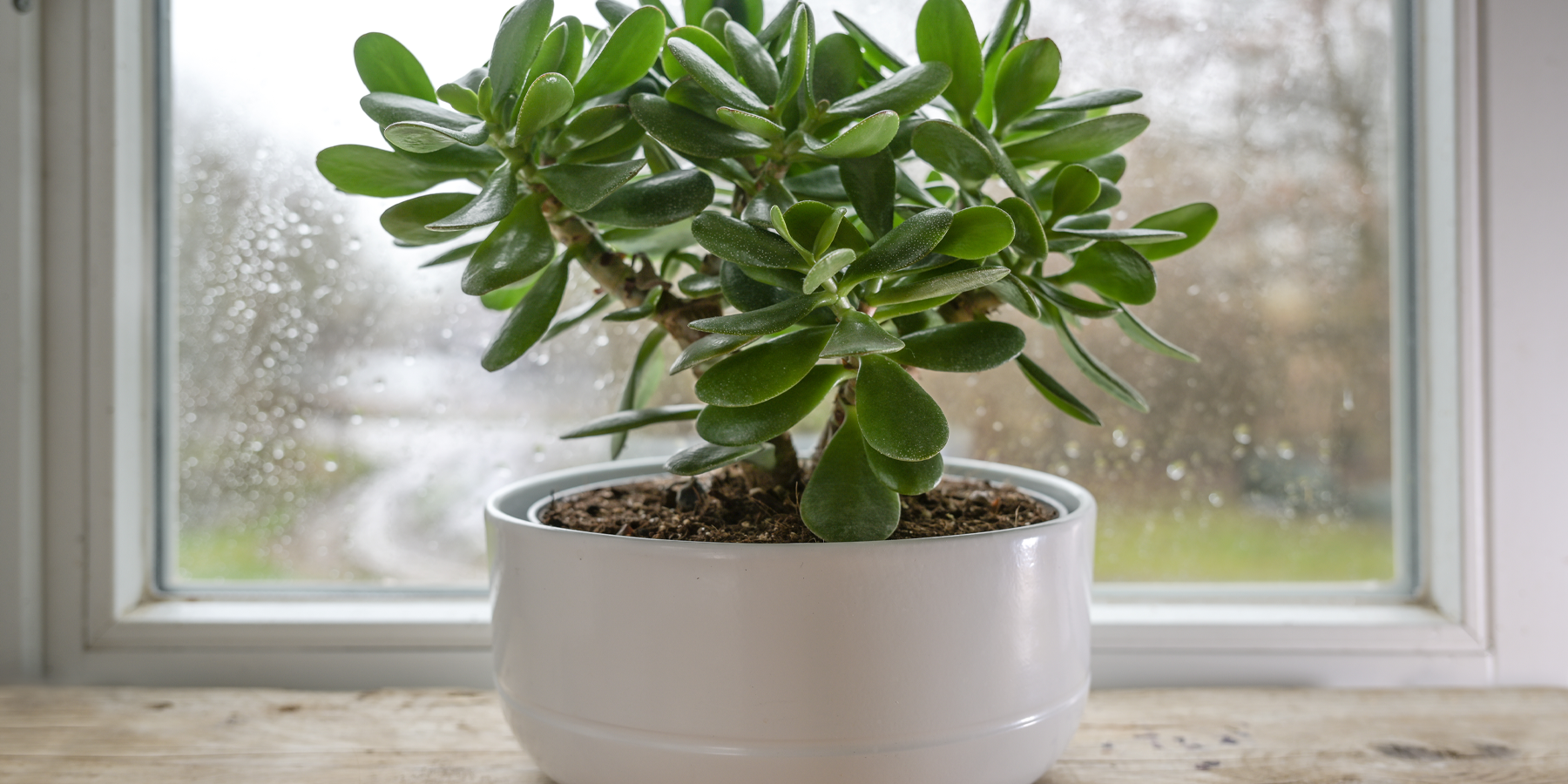 Life's a Rubber Tree: Bouncing Back with Lucky Plants