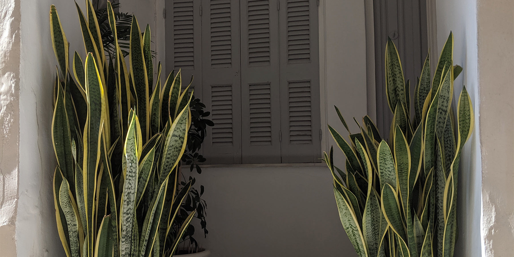 Sansevieria spp: A Plant Care Guide