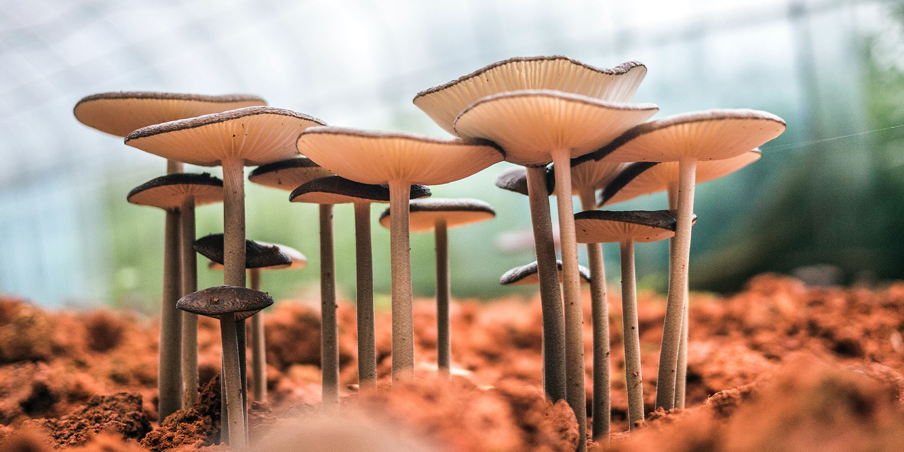 Mushrooms in Your Potting Mix — Should You Worry?