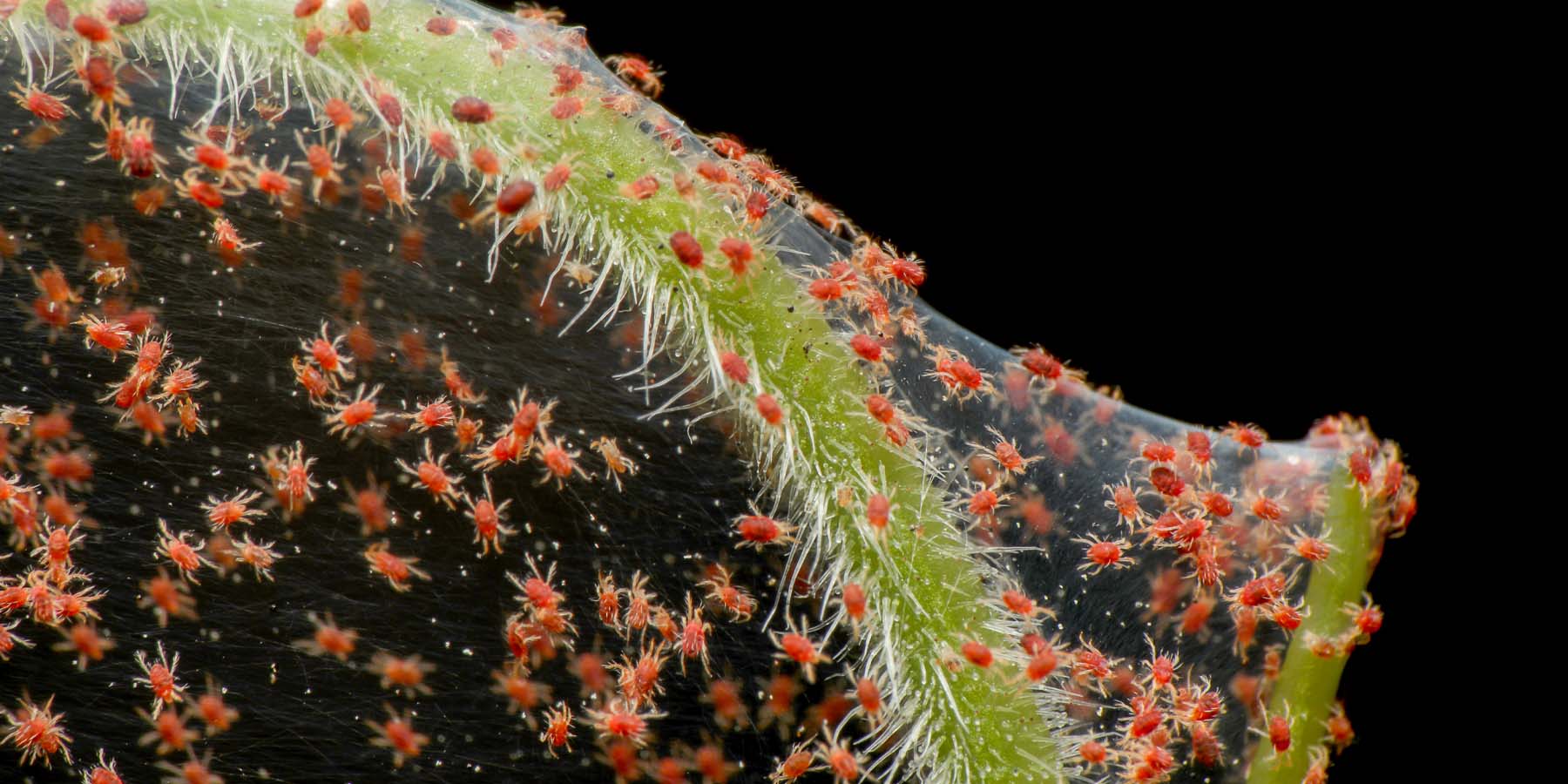 The Complete Guide to Spider Mites and Indoor Plants