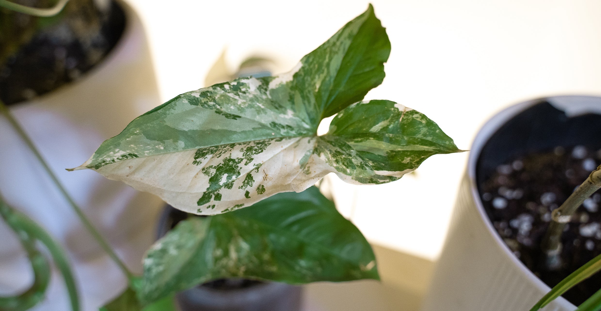 Syngonium podophyllum: A Plant Care Guide