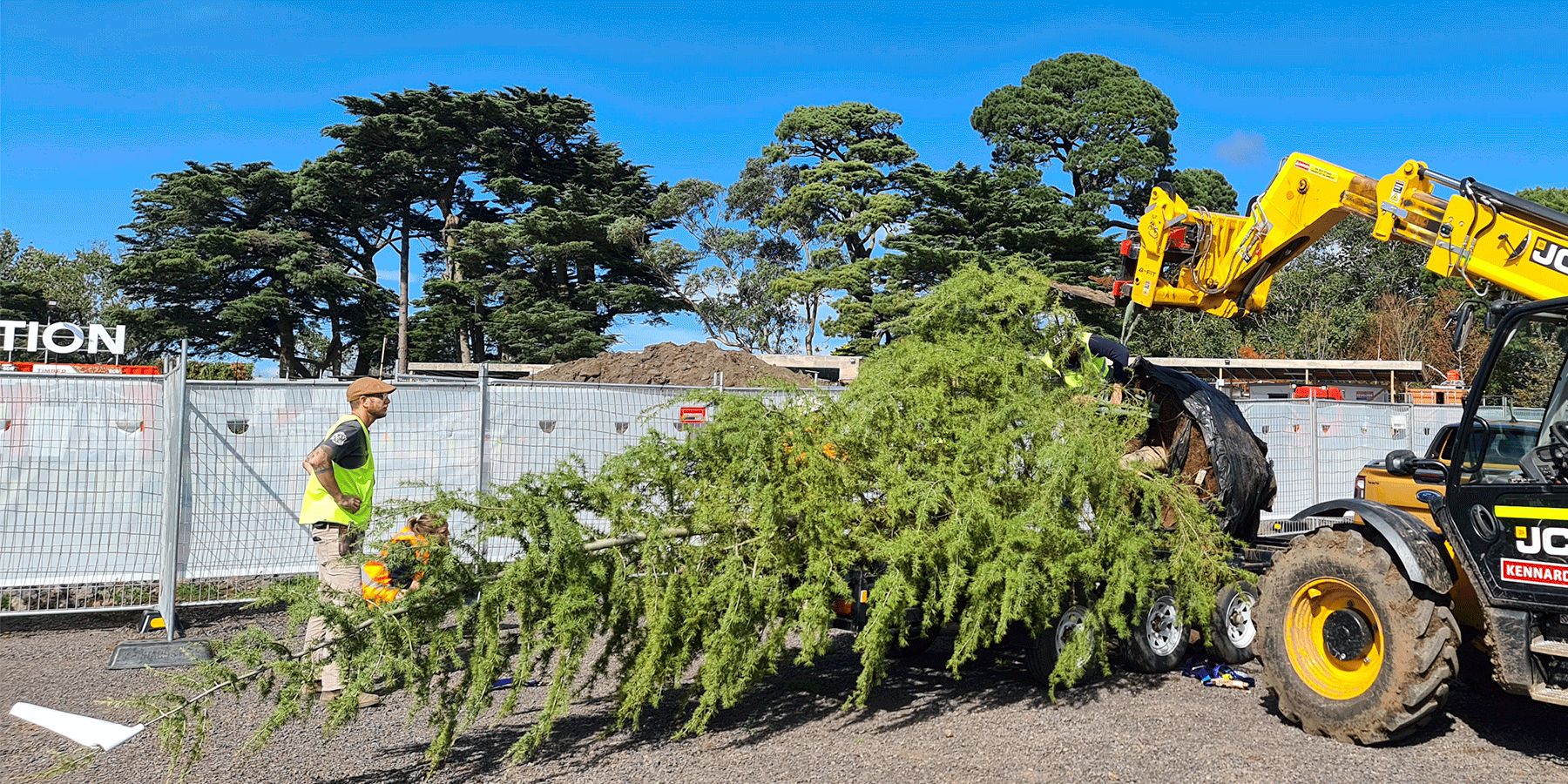 Talking Transplants: When to transplant trees and shrubs