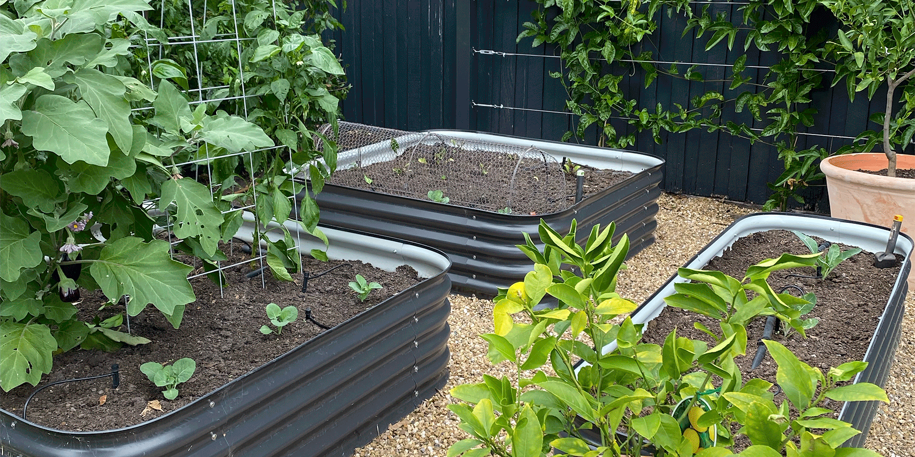 Preparing your Veggie Patch for Winter