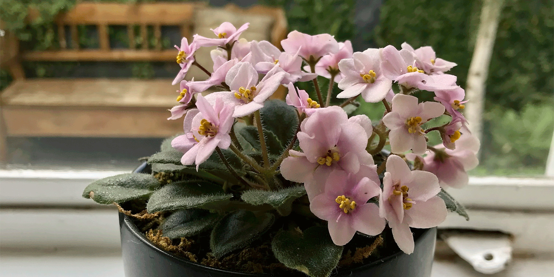 Best Indoor Flowering Plants