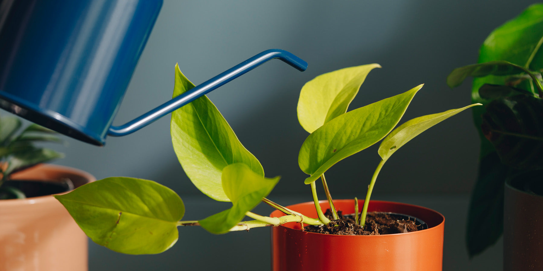 When is the best time to water your Indoor Plants?