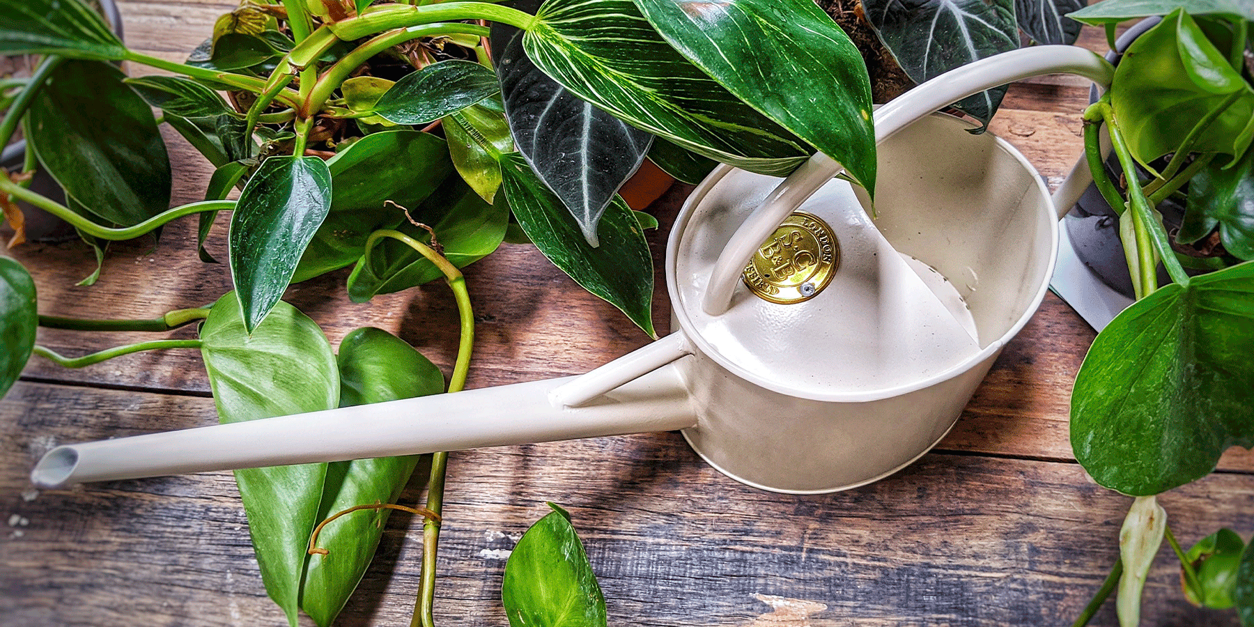 The Top 5 Winter Plant Mistakes