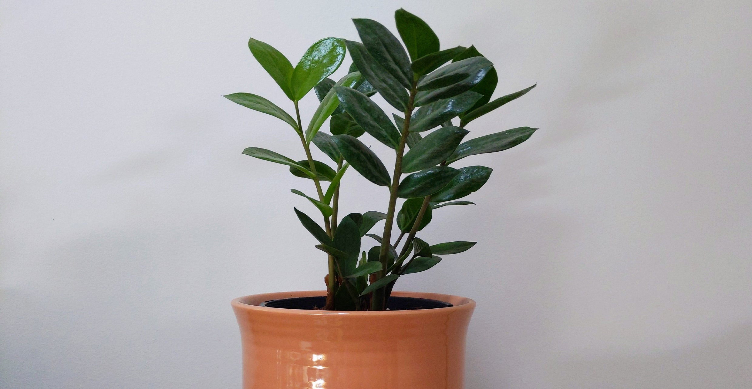 ZZ Plant: A Plant Care Guide