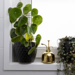 Green potted plant on a windowsill with an indoor mister and another plant in the background.