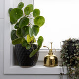 Green potted plant on a windowsill with an indoor mister and another plant in the background.