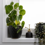 Potted plant on a windowsill with a black indoor mister 