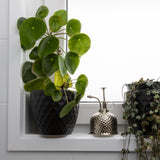 Green potted plant on a windowsill with a metallic container and white window frame.