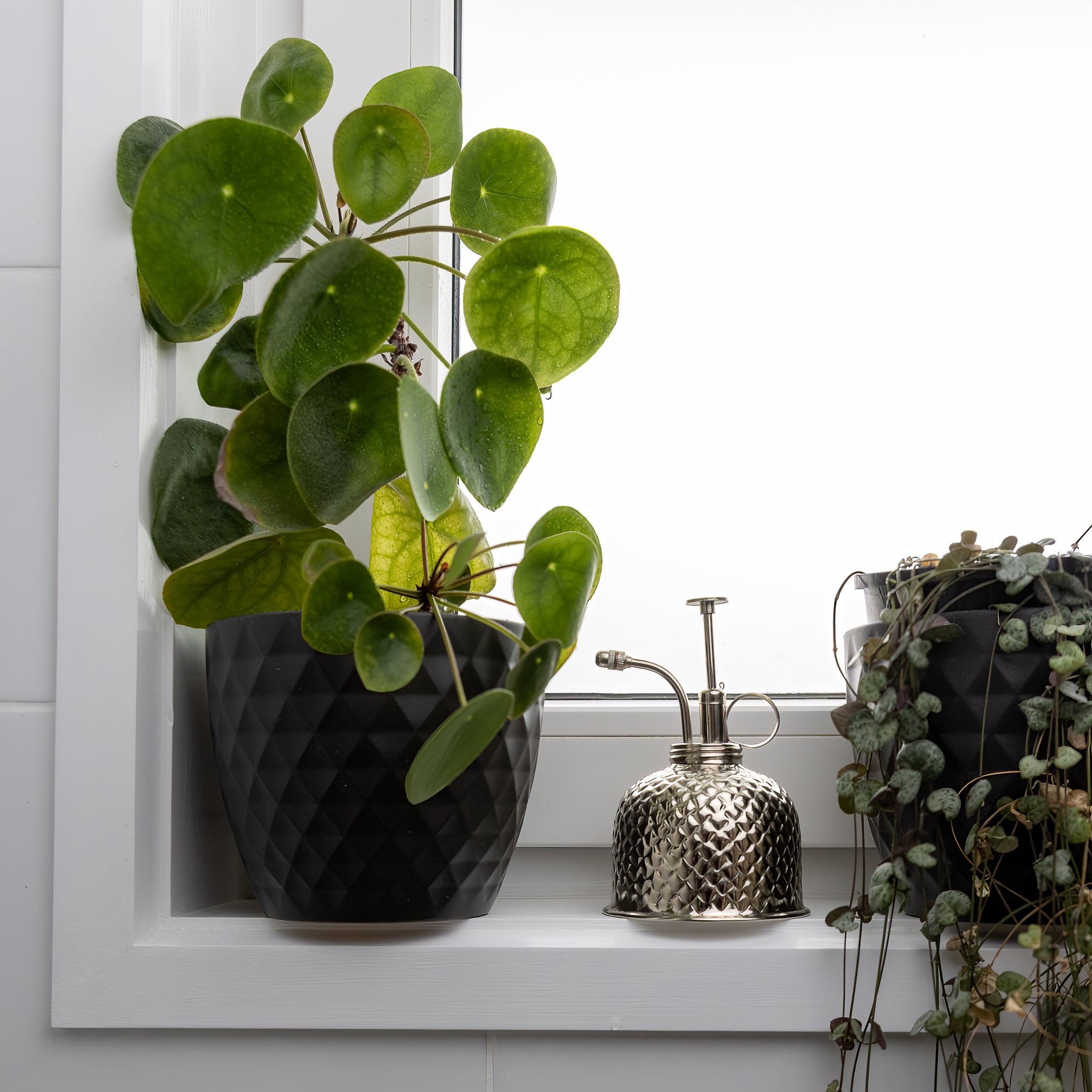 Green potted plant on a windowsill with a metallic container and white window frame.