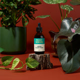 Plant Runner Aroid Plant Food