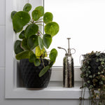 Potted plant on a windowsill with an indoor mister and another plant in the background.