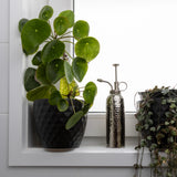 Potted plant on a windowsill with an indoor mister and another plant in the background.