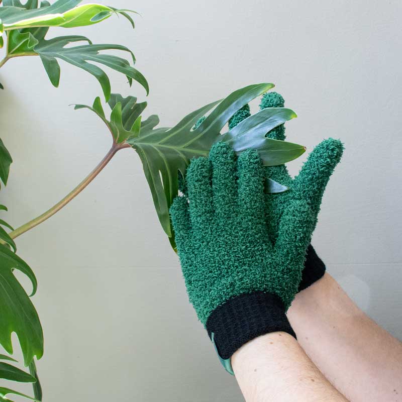 Leaf Shine Gloves_Indoor Plant_Protect