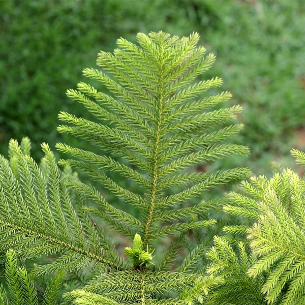 Do Plants Attract Gnats? • Longbourn Farm